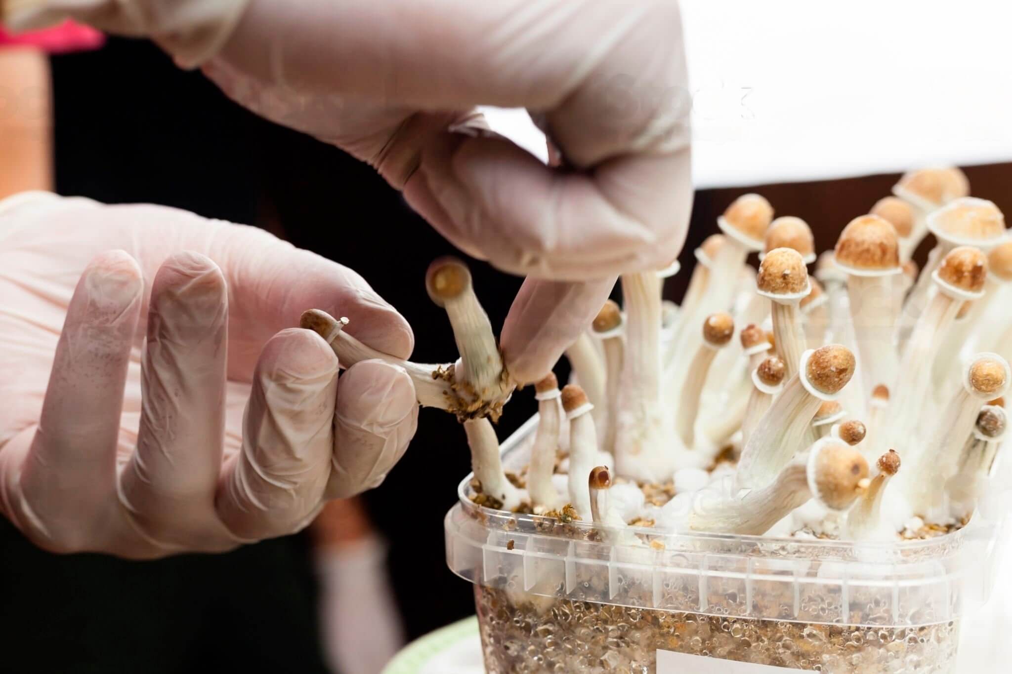 Mycelia: Fungi’s Role in Our Ecosystems